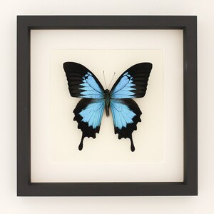 Framed Butterfly Papilio ulysses Blue Mountain 9x9 Museum Display