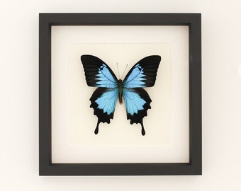 Framed Butterfly Papilio ulysses Blue Mountain 9x9 Museum Display