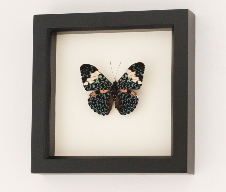 Framed Butterfly Cracker Butterfly Etsy