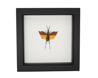 Exhibición de 6x6 pulgadas con marco de un auténtico saltamontes Leafwing con cristal que bloquea los rayos UV.