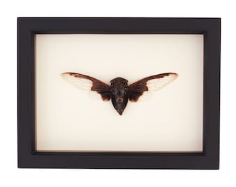 Real Batwing Cicada Insect From Thailand 6x8