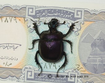 Purple Scarab Beetle with Real Egyptian Money Insect Display