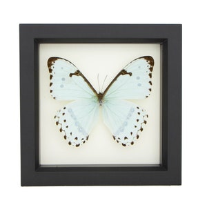May include: A preserved butterfly specimen with pale blue wings featuring dark brown edges and black spots, displayed inside a square black frame against a white background. The butterfly is centered with its wings fully spread open.
