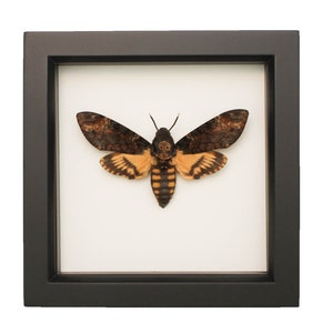 Real Framed Death Head Moth Insect Art 6x6 image 1