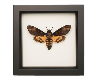 Real Framed Death Head Moth Insect Art 6x6