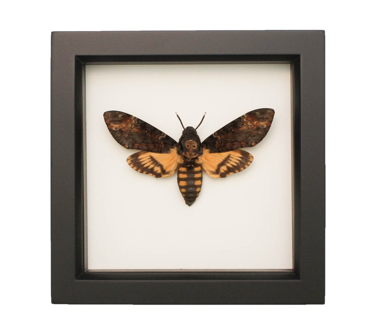 Real Framed Death Head Moth Insect Art 6x6 image 1