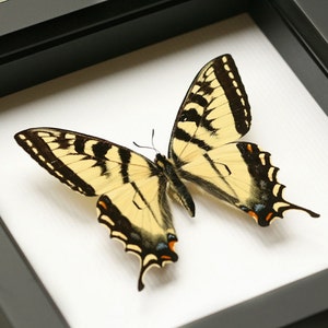 Framed Butterfly Tiger Swallowtail Shadowbox
