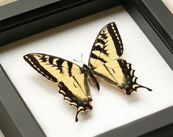 Framed Butterfly Tiger Swallowtail Shadowbox