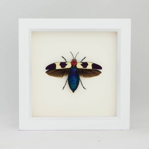 Real Framed Jewel Beetle Taxidermy 6x6 White Frame