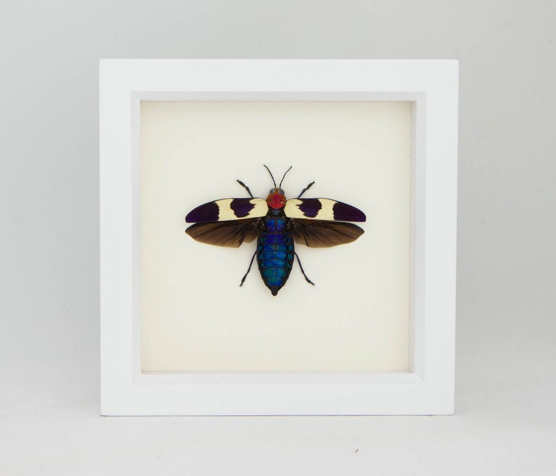 Real Framed Jewel Beetle Taxidermy 6x6 White Frame