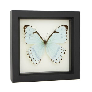 Framed Butterfly Display, Mint Morpho Insect Art image 5