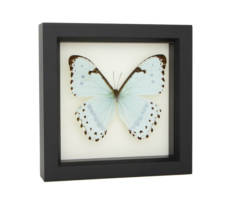 Framed Butterfly Display, Mint Morpho Insect Art image 5