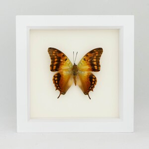 Butterfly Display Charaxes candiope Framed Insect Art image 2