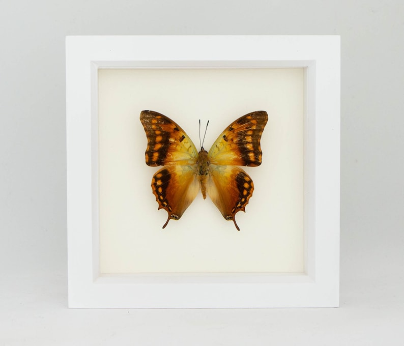 Butterfly Display Charaxes candiope Framed Insect Art image 2