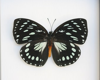 Butterfly Taxidermy African Queen Display