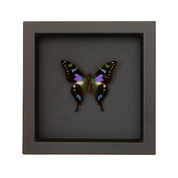 Framed Butterfly Black background Graphium weiskei 6x6
