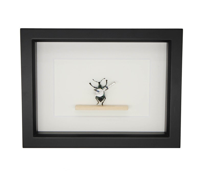 real beetle playing banjo insect shadowbox 6x8 frame