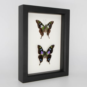 Purple Mountain Graphium weiskei Butterfly Set 6x8 image 2