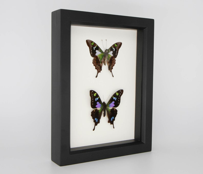Purple Mountain Graphium weiskei Butterfly Set 6x8 image 2