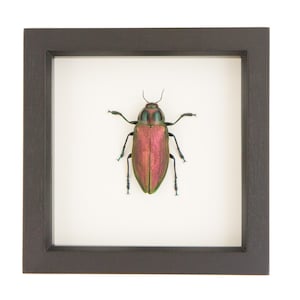 Framed Green Jewel Beetle Natural History Display Euchroma gigantea