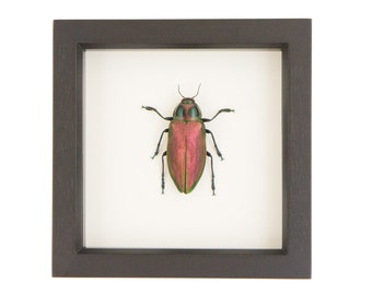 Framed Green Jewel Beetle Natural History Display Euchroma gigantea