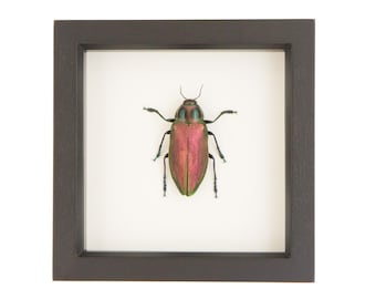 Framed Green Jewel Beetle Natural History Display Euchroma gigantea