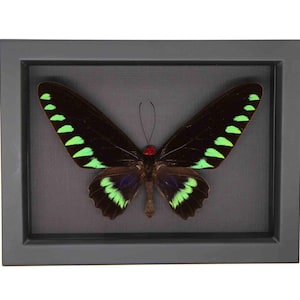 May include: A framed butterfly specimen featuring large black wings with vibrant lime green markings along the edges and a small red spot near the head. The butterfly is mounted against a dark gray background inside a simple black rectangular frame.