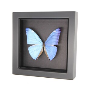 Real Blue Morpho Adonis Framed Butterfly Black Background Display image 3