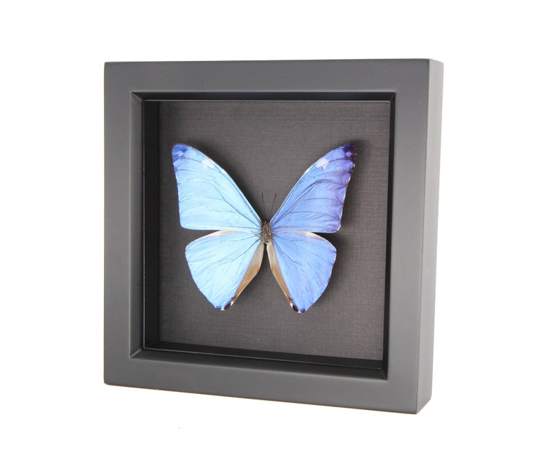 Real Blue Morpho Adonis Framed Butterfly Black Background Display image 3