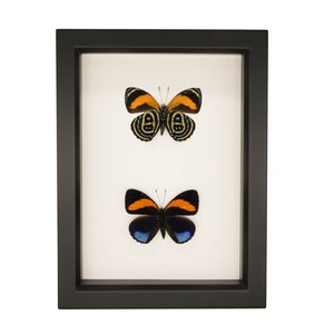 Framed 88 butterfly Collection Callicore pastazza