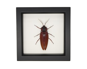 Framed Giant Click Beetle Insect Display 301