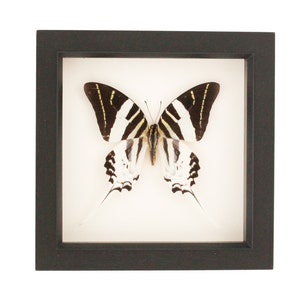 Real Framed Butterfly Giant Swordtail Black and White Display