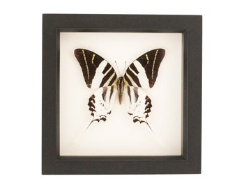 Real Framed Butterfly Giant Swordtail Black and White Display
