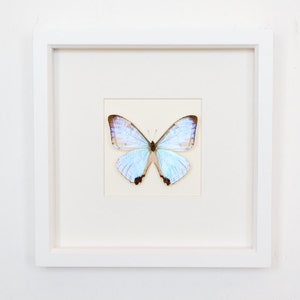 Real Framed Butterfly Pearl Morpho Morpho sulkowski