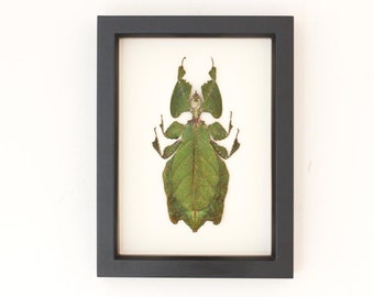 Real Walking Leaf Taxidermied Insect Artwork Educational Wall Art of Authentic Phyllium Giganteum Specimen 1477
