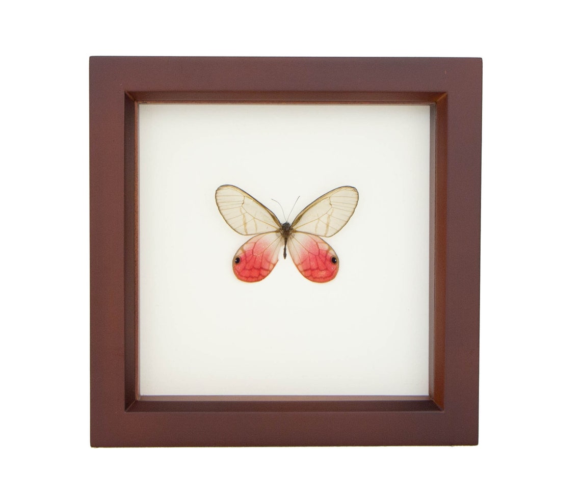 Real Framed Butterfly Display Pink Glasswing - Etsy