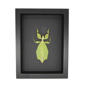 Real Framed Walking Leaf Phyllium celebicum black background 6x8