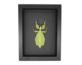 Real Framed Walking Leaf Phyllium celebicum black background 6x8