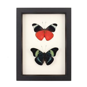 Real Framed Butterfly Display Red Flasher PANACEA PROLA