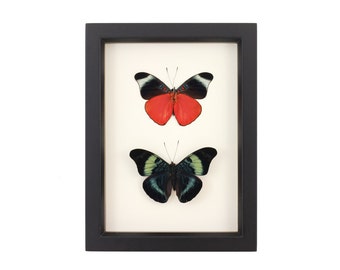 Real Framed Butterfly Display Red Flasher PANACEA PROLA