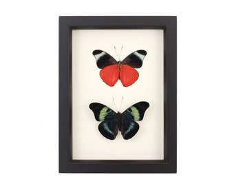 May include: A rectangular black frame containing two mounted butterflies on a white background. The top butterfly has black wings with white tips and bright red lower wings. The bottom butterfly features black wings with iridescent teal-green markings.
