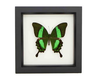 Framed Emerald Swallowtail Papilio palinurus 6x6 UV Blocking Museum Frame