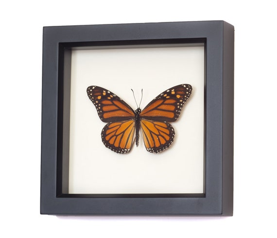 Real Framed Monarch Butterfly Display | Etsy