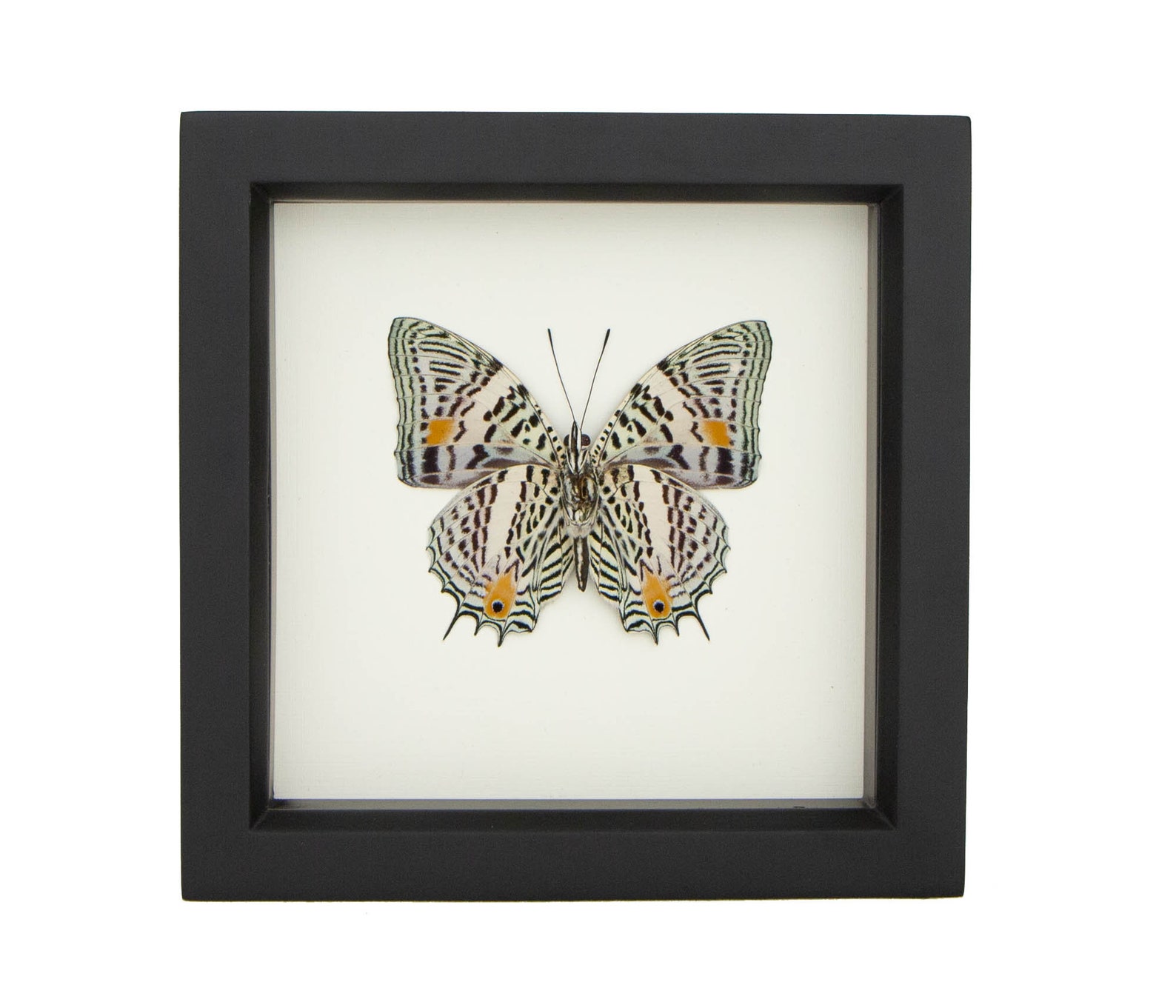 Butterfly Display Case Real Insect Taxidermy Art Baeotus Etsy