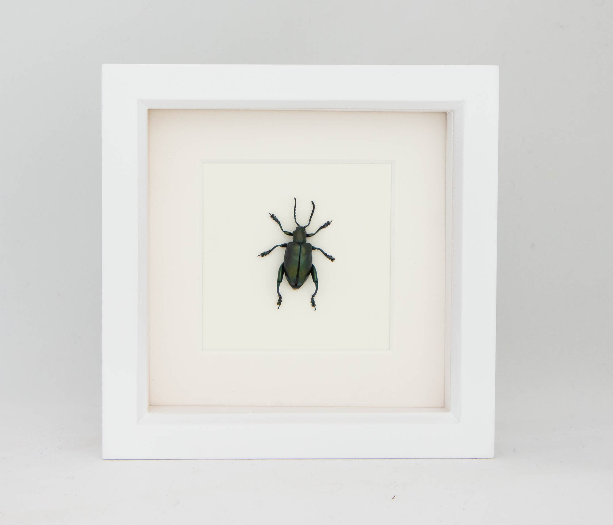 Real Framed Jewel Frog Beetle Display 6x6 Etsy