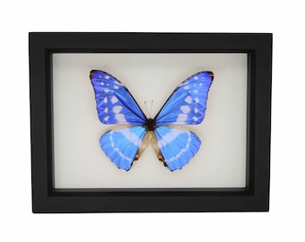 Framed Rare Blue Morpho cypris Butterfly 6x8 inch Frame 904