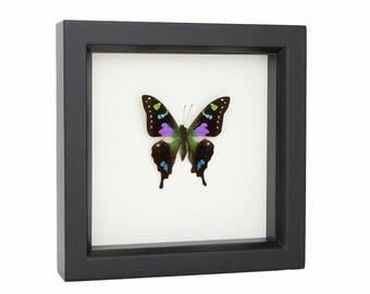 Framed Graphium weiskei Purple Mountain Swallowtail 6x6 UV Blocking Glass