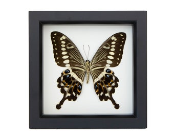 Expositor de madera con cristal y protección UV para Papilio lormieri, enmarcado, 6x6