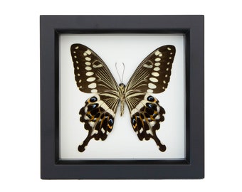 Framed Lormier’s Swallowtail Underside Butterfly Art Shadowbox