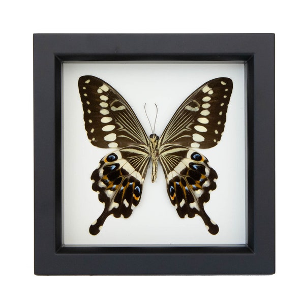 Framed Lormier’s Swallowtail Underside Butterfly Art Shadowbox